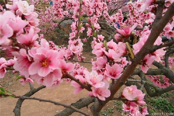 桃樹(shù)圖片桃樹(shù)基地實(shí)拍 桃樹(shù)圖片桃樹(shù)基地實(shí)拍