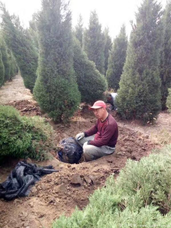 蜀檜圖片蜀檜基地實拍 蜀檜圖片蜀檜基地實拍