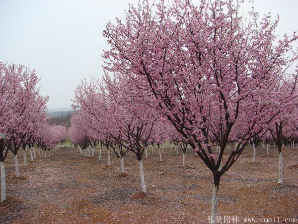 櫻花樹(shù)圖片基地實(shí)拍 櫻花樹(shù)圖片基地實(shí)拍