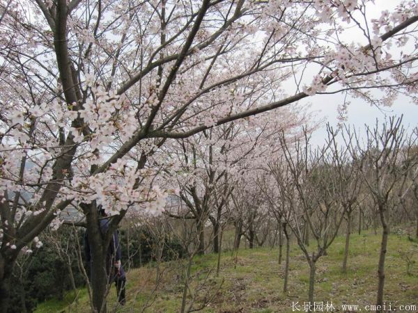櫻花樹(shù)圖片基地實(shí)拍 櫻花樹(shù)圖片基地實(shí)拍
