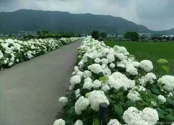 八仙花圖片基地實(shí)拍 八仙花圖片基地實(shí)拍