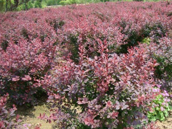 紅葉小檗圖片基地實(shí)拍 紅葉小檗圖片基地實(shí)拍