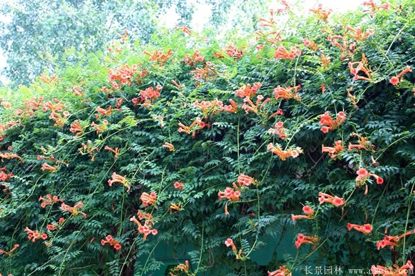 凌霄花圖片基地實(shí)拍 凌霄花圖片基地實(shí)拍