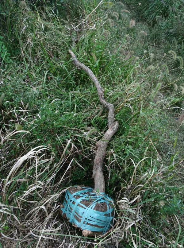 凌霄花苗圖片基地實(shí)拍 凌霄花苗圖片基地實(shí)拍