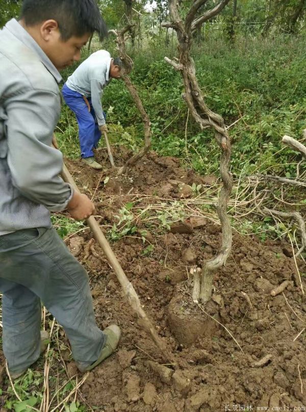 凌霄花苗圖片基地實(shí)拍 凌霄花苗圖片基地實(shí)拍