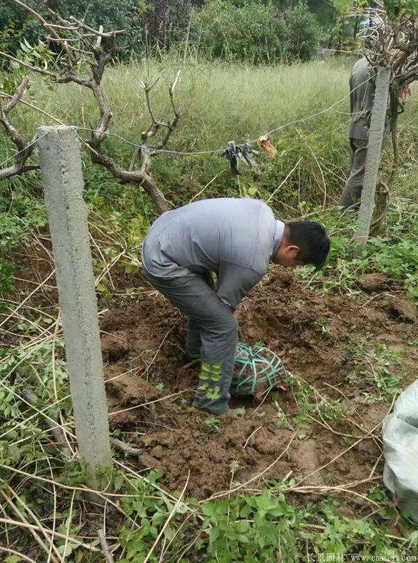 凌霄花苗圖片基地實(shí)拍 凌霄花苗圖片基地實(shí)拍