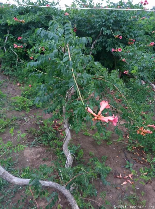 凌霄花苗圖片基地實(shí)拍 凌霄花苗圖片基地實(shí)拍
