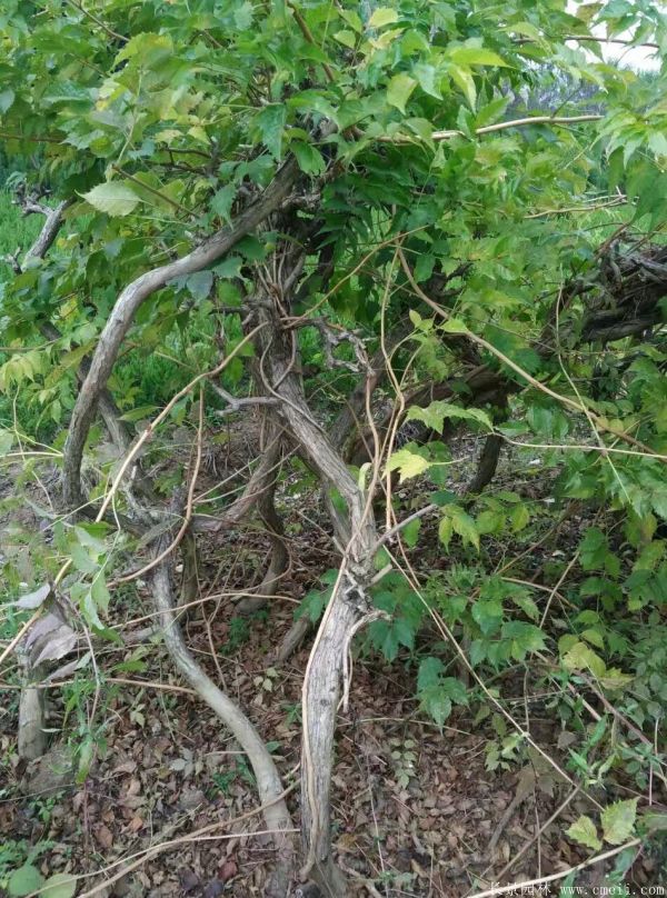 凌霄花苗圖片基地實(shí)拍 凌霄花苗圖片基地實(shí)拍