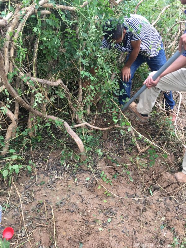 凌霄花苗圖片基地實(shí)拍 凌霄花苗圖片基地實(shí)拍