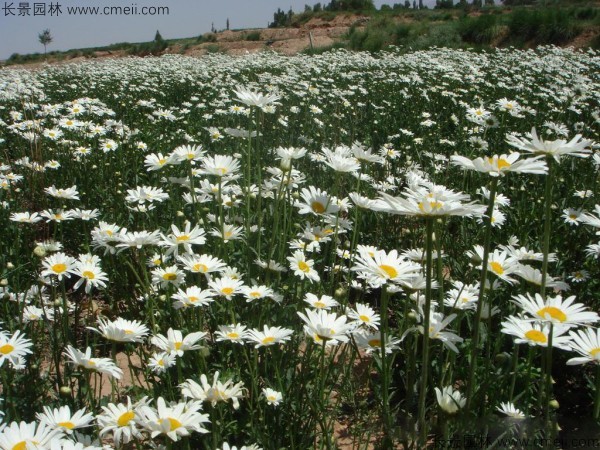 大濱菊 大濱菊