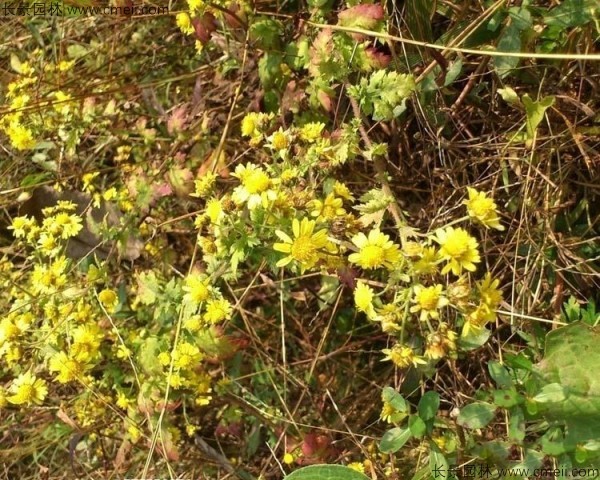 野菊花 野菊花
