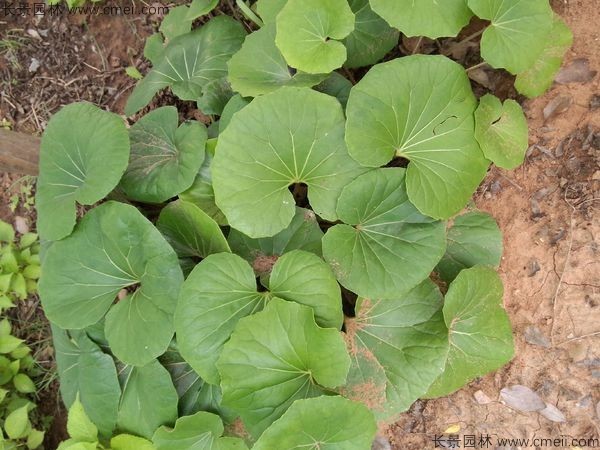 大吳風草 大吳風草