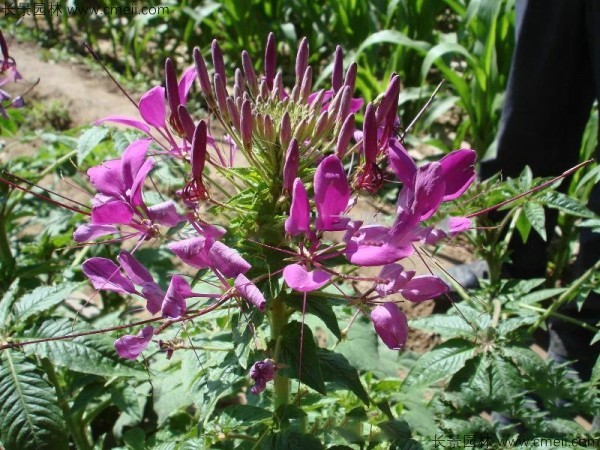 醉蝶花 醉蝶花