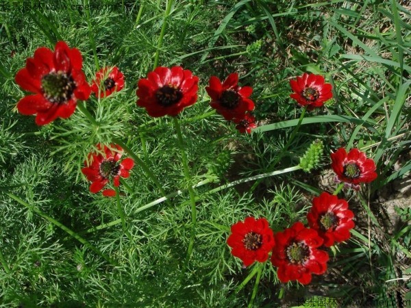 福壽花 福壽花