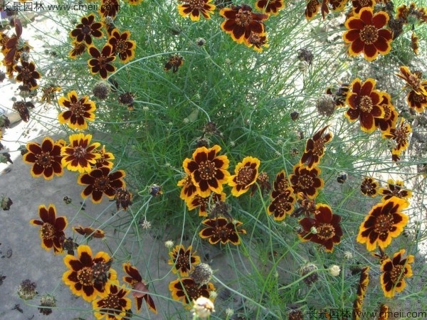 金雞菊 金雞菊
