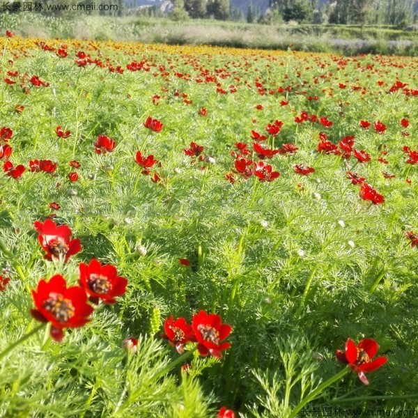 茼蒿菊 茼蒿菊