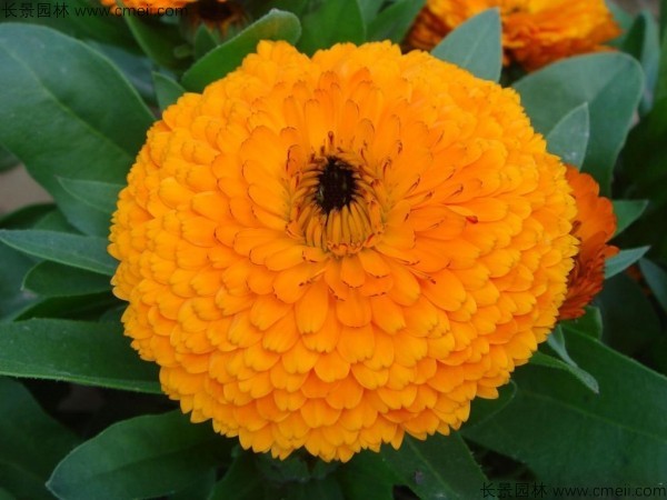 金盞菊 金盞菊