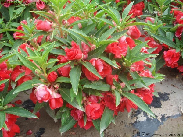 指甲花 指甲花