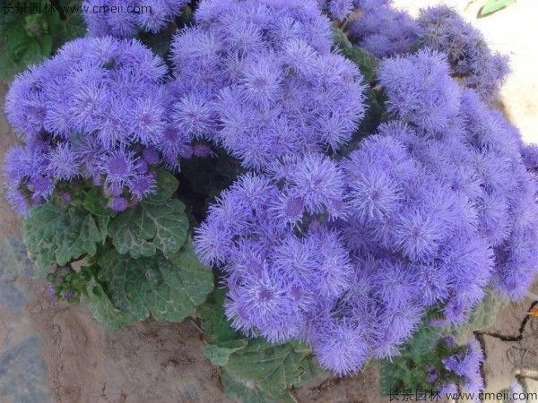 藿香薊 藿香薊