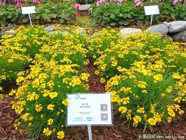 堆芯菊 堆芯菊