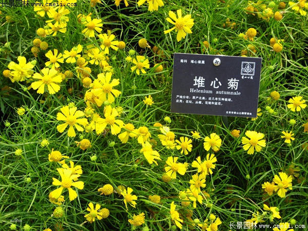 堆芯菊 堆芯菊
