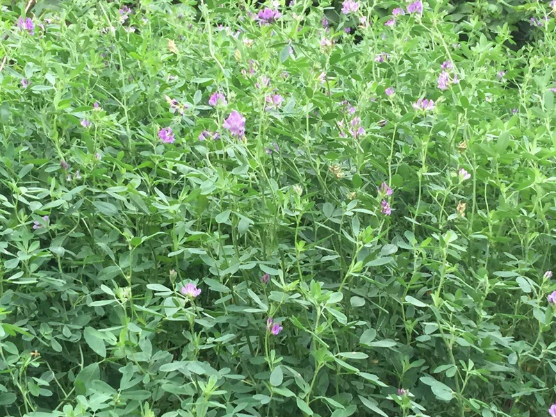 紫花苜蓿 紫花苜蓿