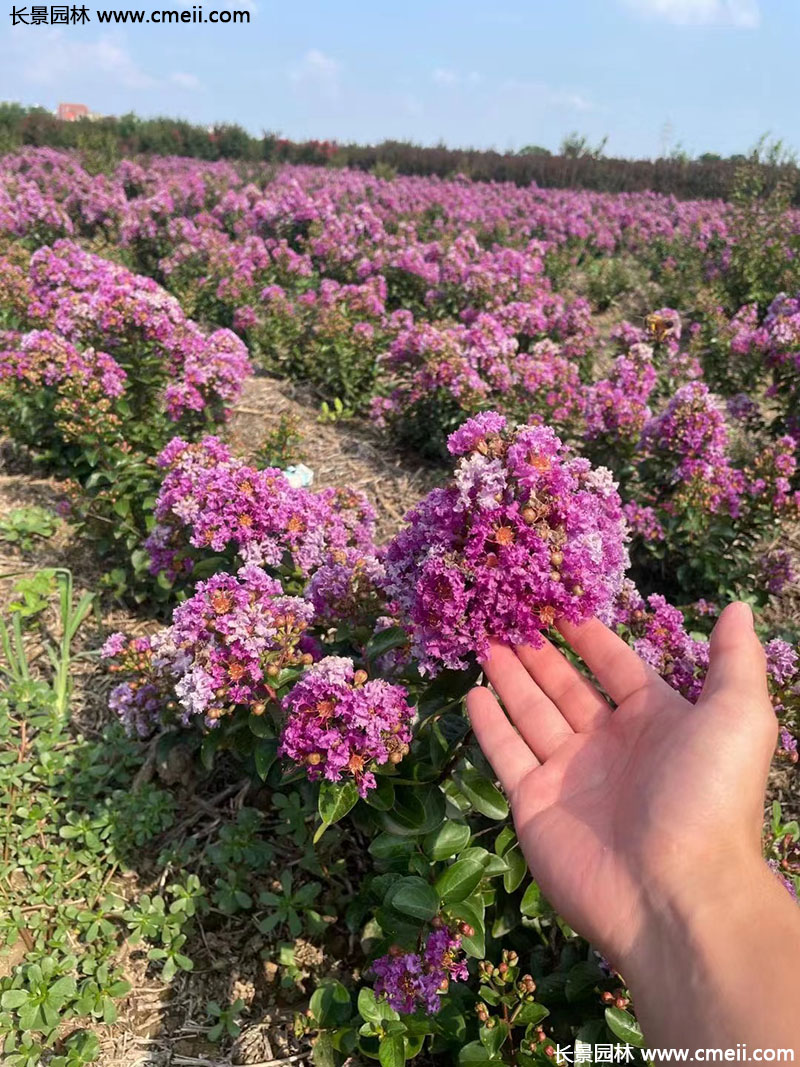 長景園林矮紫薇 長景園林矮紫薇