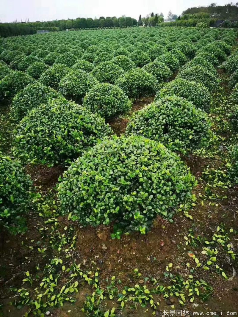 枸骨球 枸骨球