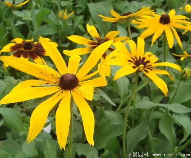 金光菊 金光菊