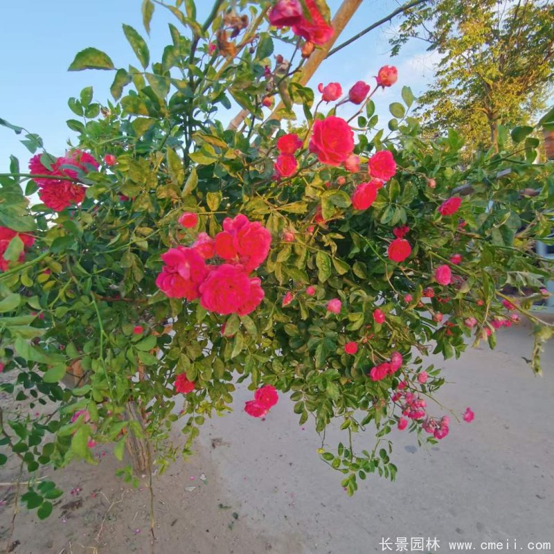紅花木香苗 紅花木香苗