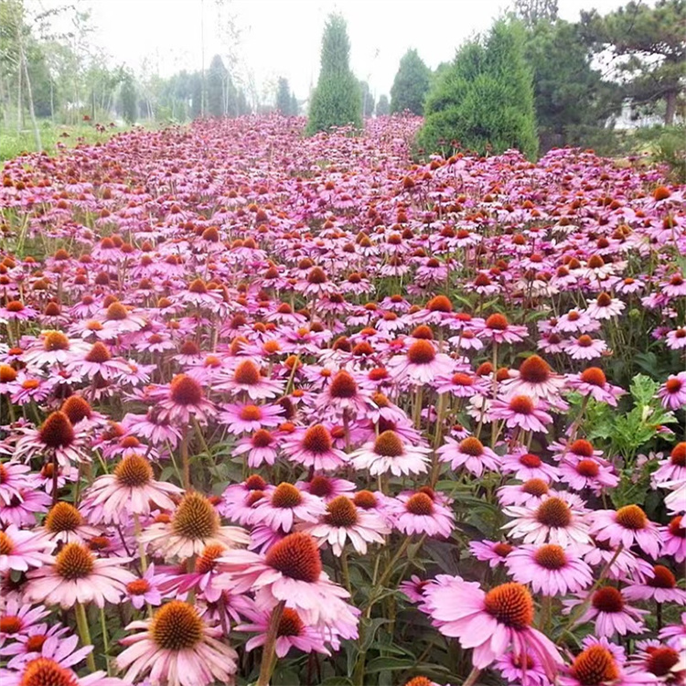紫錐菊 來(lái)自長(zhǎng)景園林 紫錐菊 來(lái)自長(zhǎng)景園林