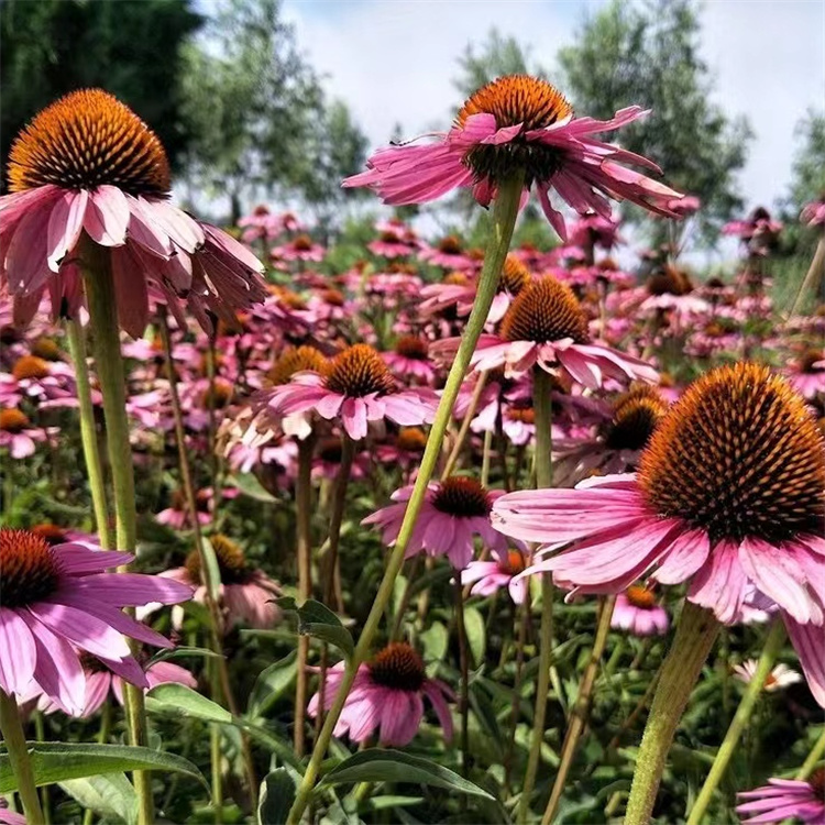 紫錐菊 來(lái)自長(zhǎng)景園林 紫錐菊 來(lái)自長(zhǎng)景園林