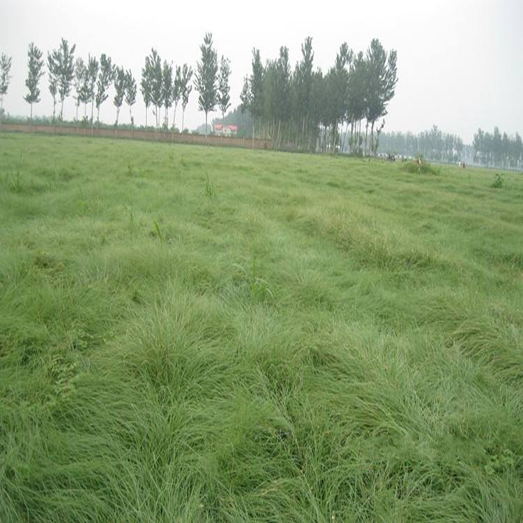 野牛草植株 野牛草植株