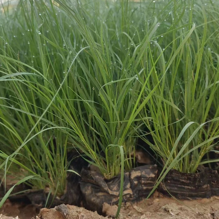 野牛草營養(yǎng)缽苗容器苗 野牛草營養(yǎng)缽苗容器苗