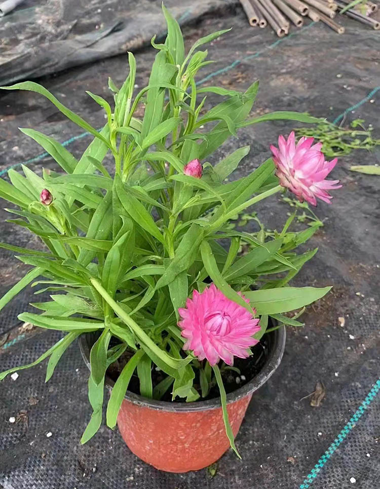 麥桿菊 麥桿菊