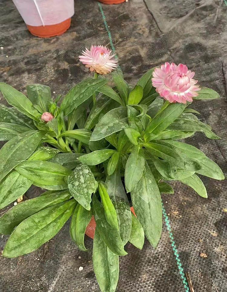 麥桿菊 麥桿菊