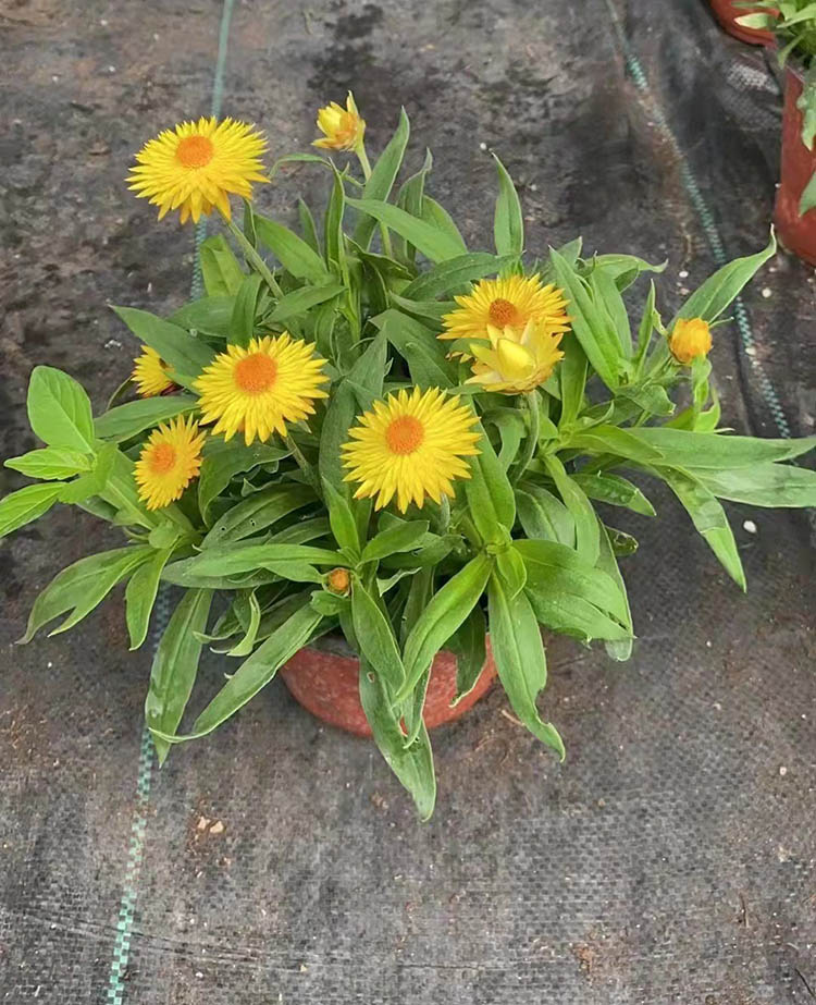 麥桿菊 麥桿菊