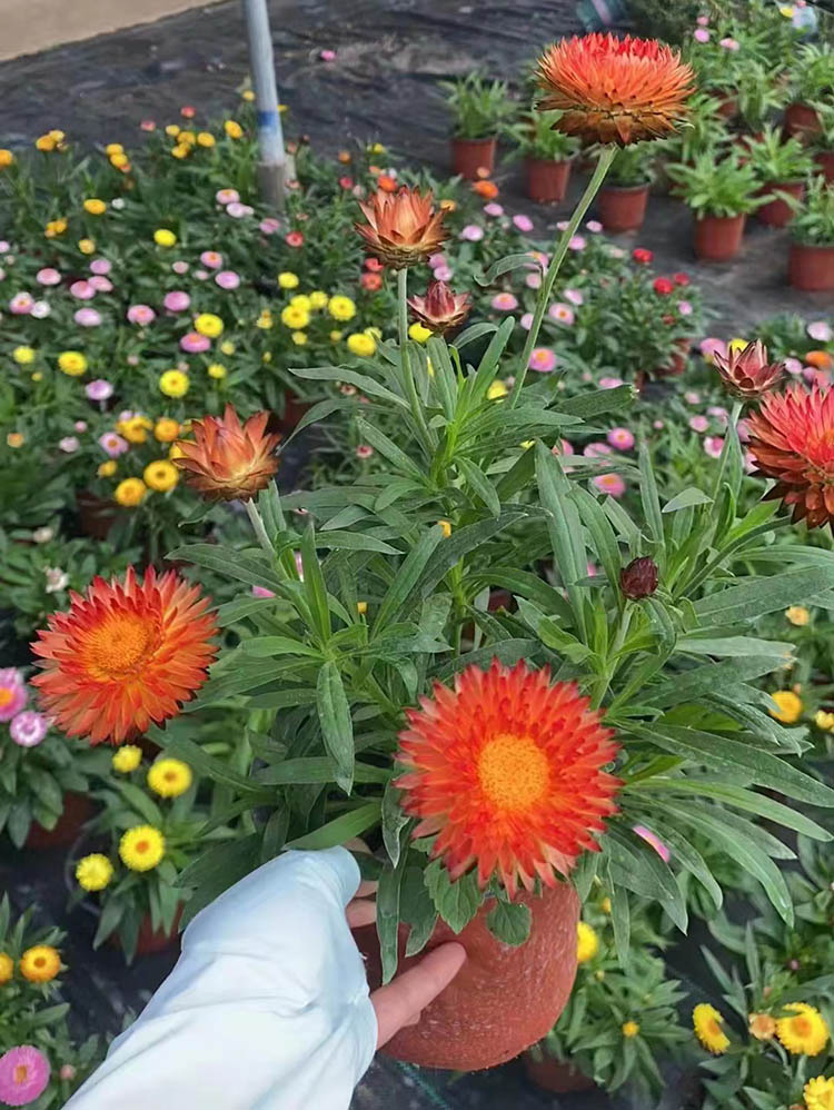 麥桿菊 麥桿菊
