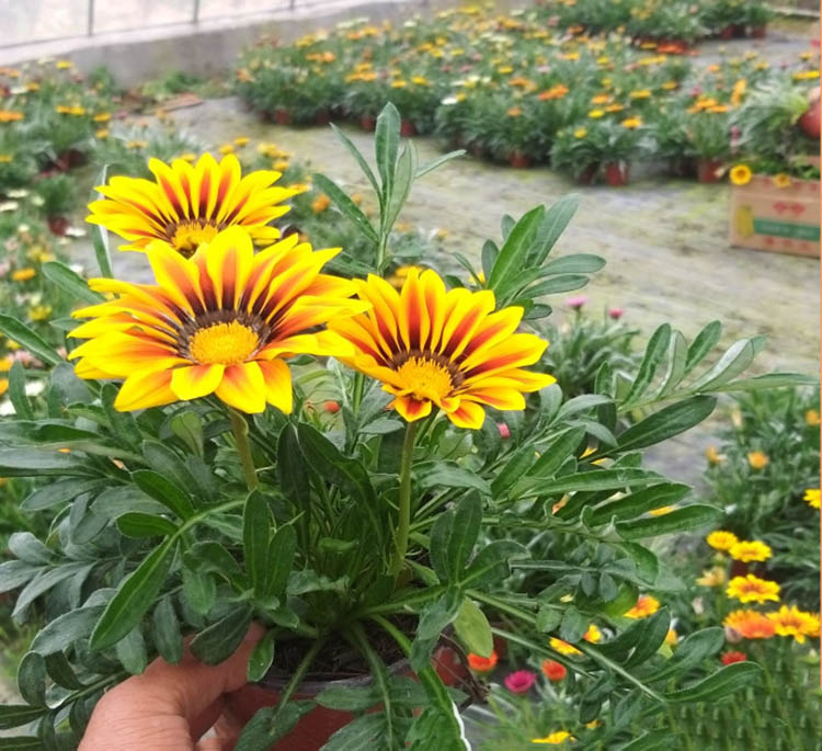 勛章菊 勛章菊
