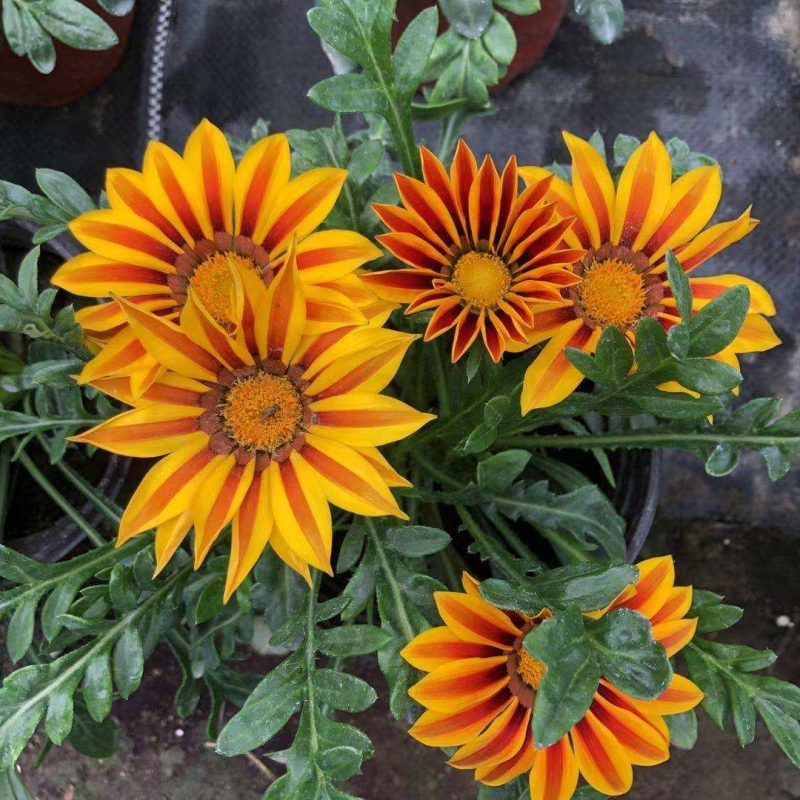勛章菊 勛章菊