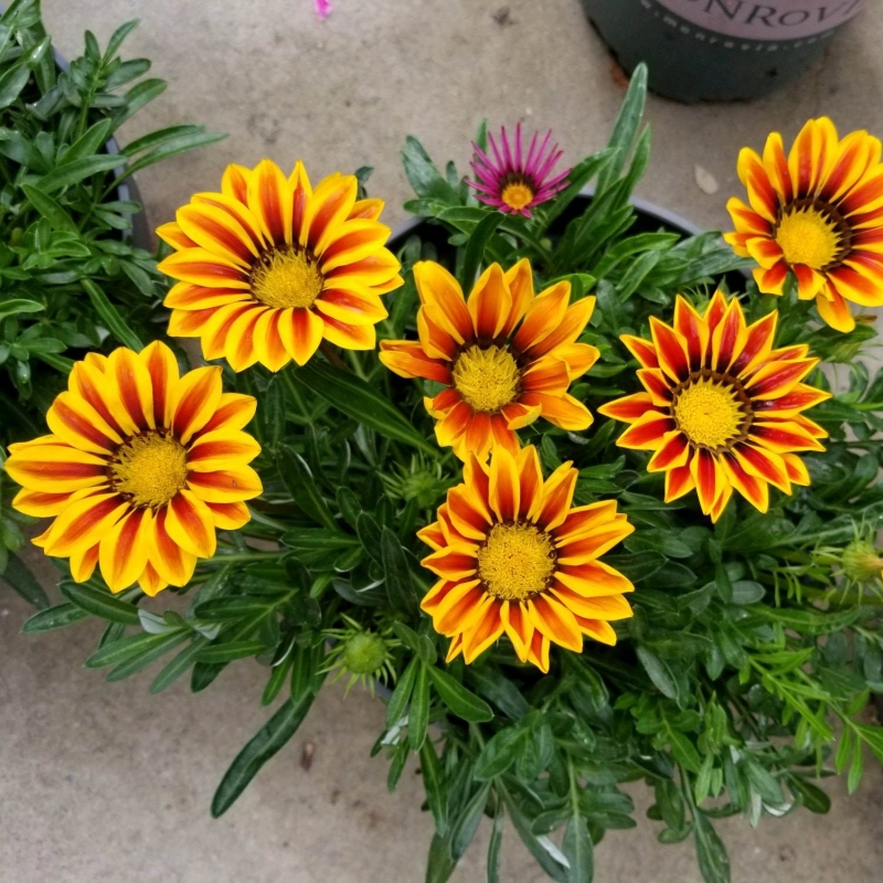 勛章菊 勛章菊