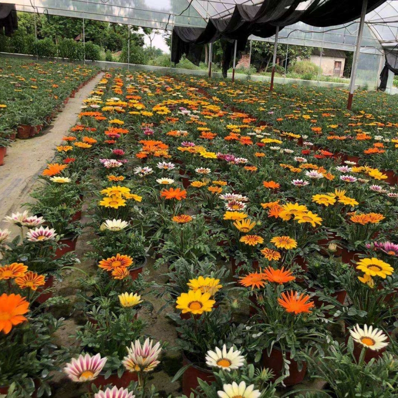 勛章菊 勛章菊