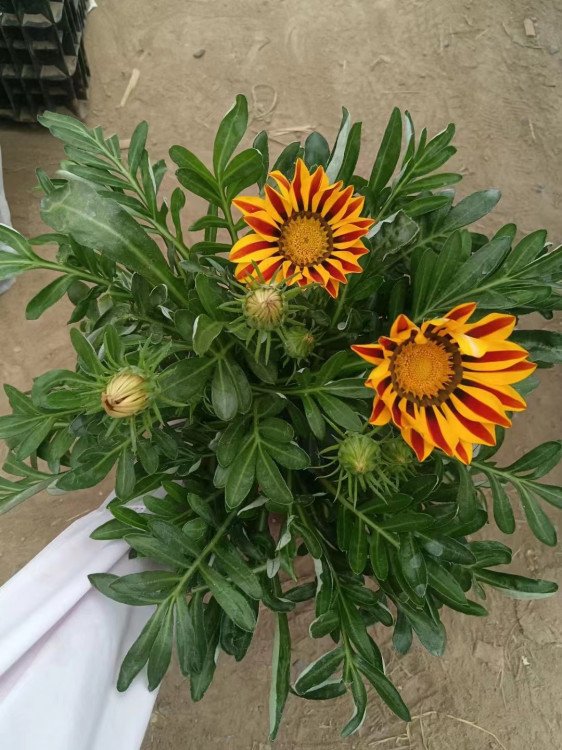 勛章菊 勛章菊