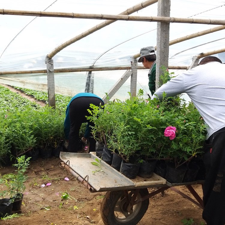 食用玫瑰種植基地 食用玫瑰種植基地