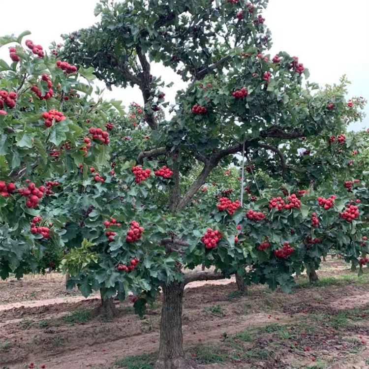 山楂樹秋天紅果結(jié)果的樣子 山楂樹秋天紅果結(jié)果的樣子