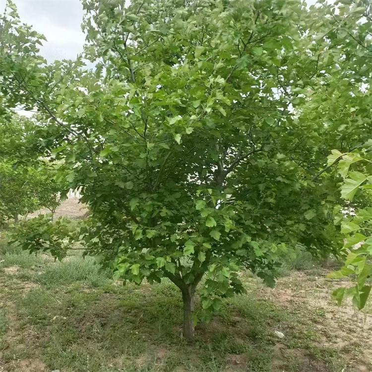 山楂樹 山楂樹