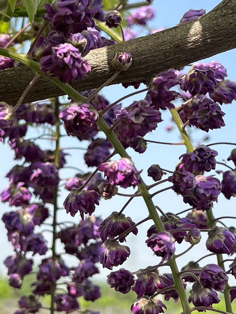 八重黑龍重瓣紫藤花紫藤樹 八重黑龍重瓣紫藤花紫藤樹