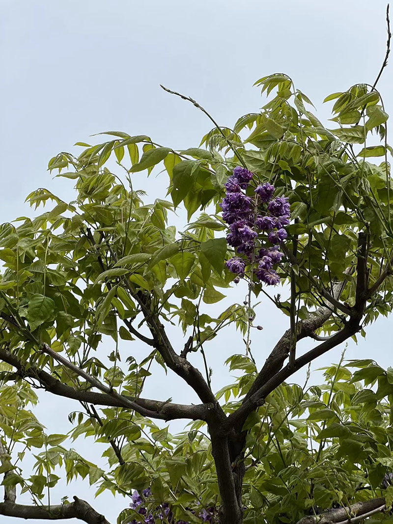 八重黑龍重瓣紫藤花紫藤樹 八重黑龍重瓣紫藤花紫藤樹