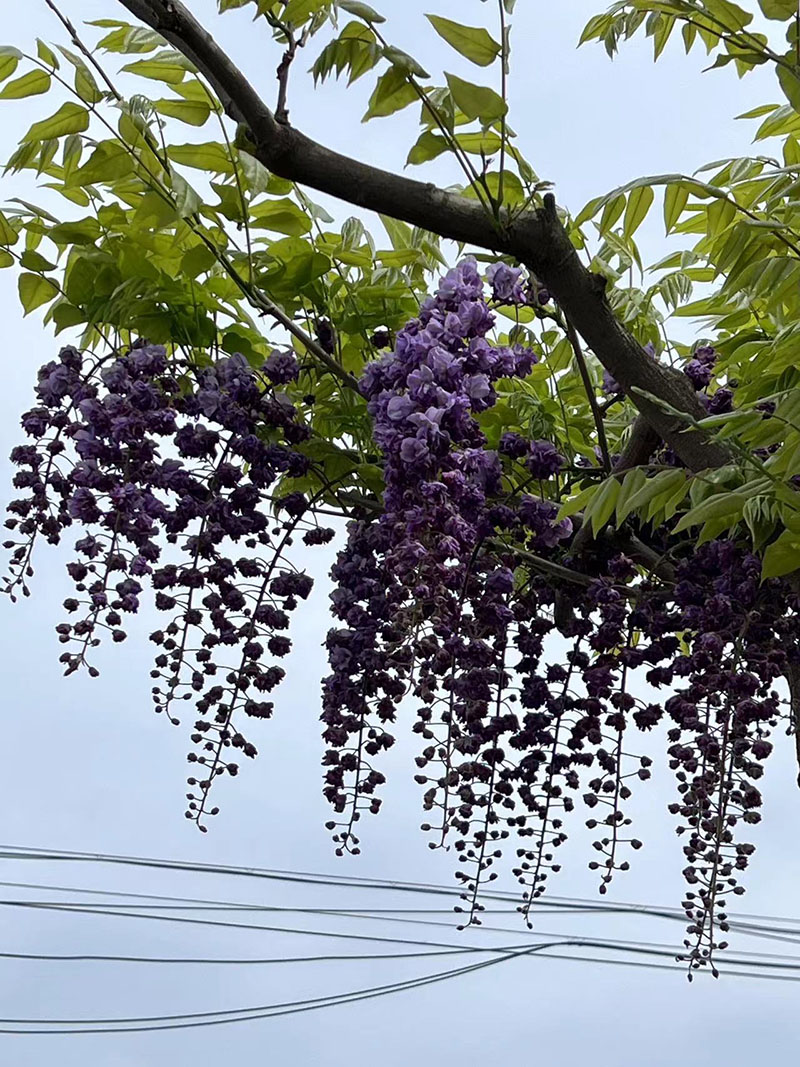 八重黑龍重瓣紫藤花紫藤樹 八重黑龍重瓣紫藤花紫藤樹