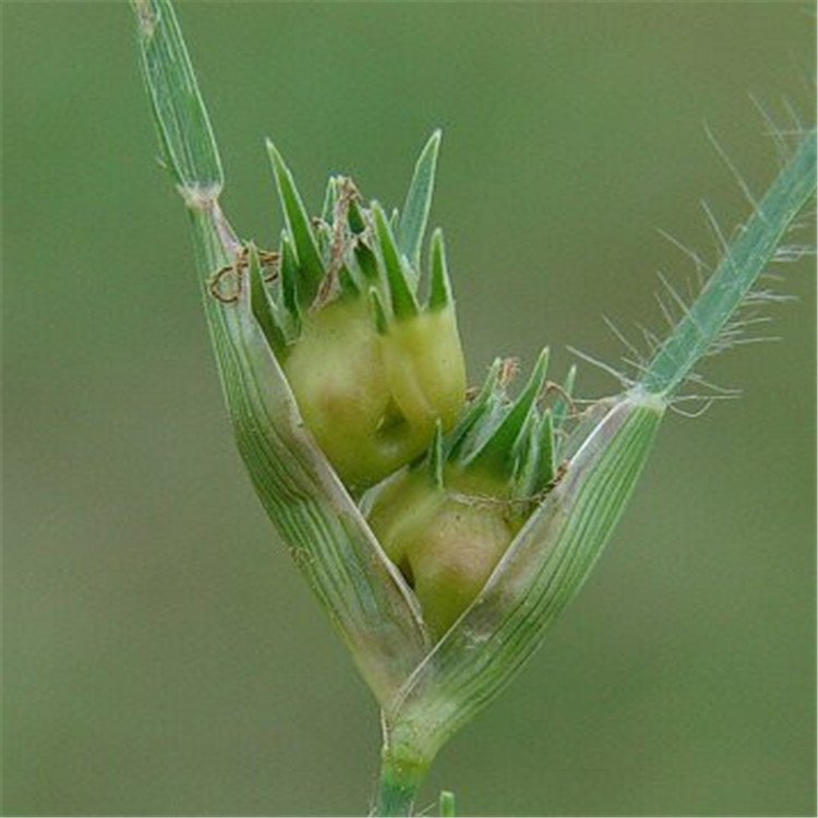 野牛草開花 野牛草開花